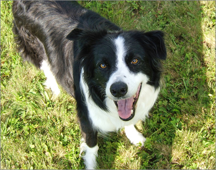 Sweet border outlet collie